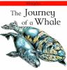 The_journey_of_a_whale