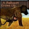 A_baboon_grows_up