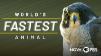 World_s_Fastest_Animal