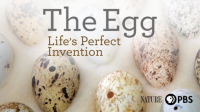 The_Egg__Life_s_Perfect_Invention