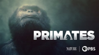 Nature__Primates