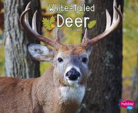 White-tailed_deer